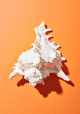 포토 JPG 스튜디오촬영 실내 사람없음 여름 흰색 고둥 국내포토 계절 컬러 어패류 내부 파일형식