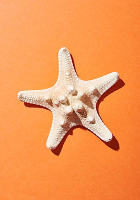 포토 JPG 스튜디오촬영 불가사리 실내 사람없음 여름 주황색 국내포토 계절 컬러 극피동물 내부 파일형식