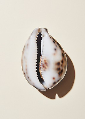 포토 JPG 스튜디오촬영 조개 실내 사람없음 여름 조개껍데기 국내포토 계절 어패류 내부 파일형식