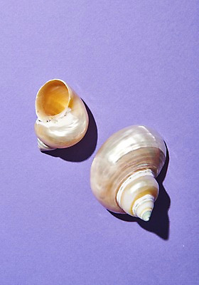 포토 JPG 스튜디오촬영 실내 사람없음 여름 소라 고둥 국내포토 계절 어패류 내부 파일형식