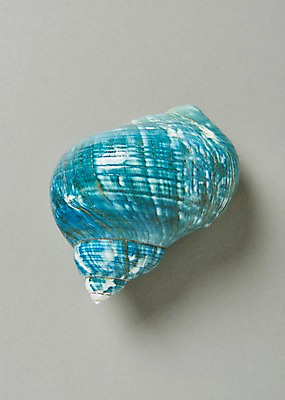 포토 JPG 스튜디오촬영 하늘색 실내 사람없음 여름 소라 고둥 국내포토 계절 어패류 내부 파란색 파일형식