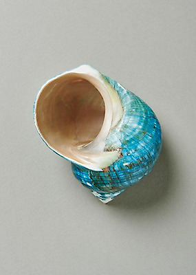 포토 JPG 스튜디오촬영 하늘색 실내 사람없음 여름 소라 고둥 국내포토 계절 어패류 내부 파란색 파일형식