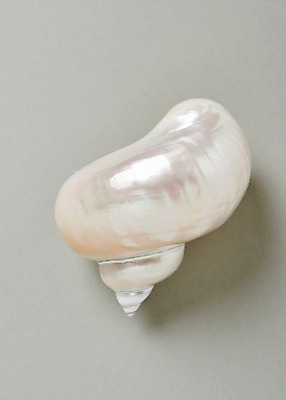 포토 JPG 스튜디오촬영 실내 사람없음 여름 흰색 소라 고둥 국내포토 계절 컬러 어패류 내부 파일형식