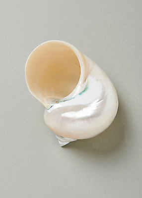 포토 JPG 스튜디오촬영 실내 사람없음 여름 흰색 소라 고둥 국내포토 계절 컬러 어패류 내부 파일형식