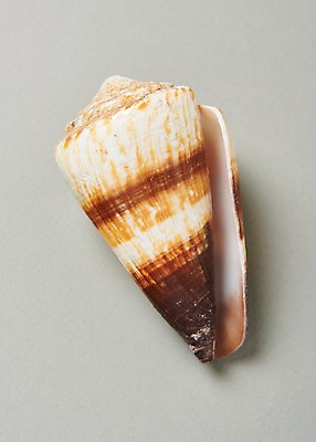 포토 JPG 스튜디오촬영 실내 사람없음 여름 소라 고둥 국내포토 계절 어패류 내부 파일형식