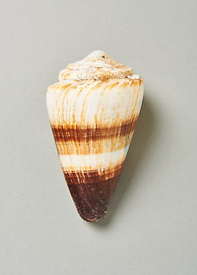 포토 JPG 스튜디오촬영 실내 사람없음 여름 소라 고둥 국내포토 계절 어패류 내부 파일형식