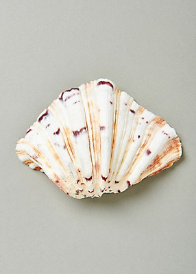 포토 JPG 스튜디오촬영 조개 실내 사람없음 여름 흰색 조개껍데기 국내포토 계절 컬러 어패류 내부 파일형식