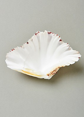 포토 JPG 스튜디오촬영 조개 실내 사람없음 여름 흰색 조개껍데기 국내포토 계절 컬러 어패류 내부 파일형식