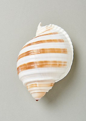 포토 JPG 스튜디오촬영 실내 사람없음 여름 줄무늬 흰색 소라 고둥 국내포토 계절 컬러 무늬 어패류 내부 파일형식