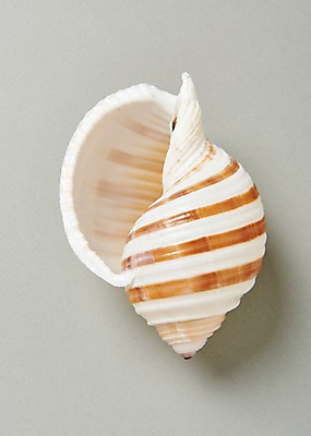 포토 JPG 스튜디오촬영 실내 사람없음 여름 줄무늬 흰색 소라 고둥 국내포토 계절 컬러 무늬 어패류 내부 파일형식