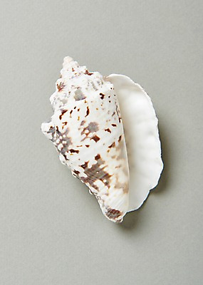 포토 JPG 스튜디오촬영 실내 사람없음 여름 흰색 소라 고둥 국내포토 계절 컬러 어패류 내부 파일형식