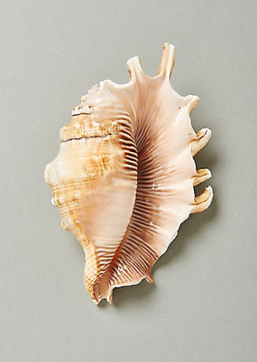 포토 JPG 스튜디오촬영 조개 실내 사람없음 여름 소라 국내포토 계절 어패류 내부 파일형식