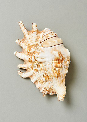 포토 JPG 스튜디오촬영 조개 실내 사람없음 여름 소라 국내포토 계절 어패류 내부 파일형식