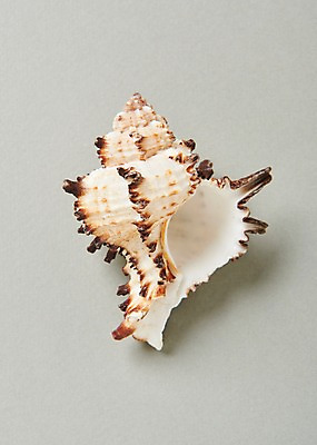 포토 JPG 스튜디오촬영 조개 실내 사람없음 여름 국내포토 계절 어패류 내부 파일형식