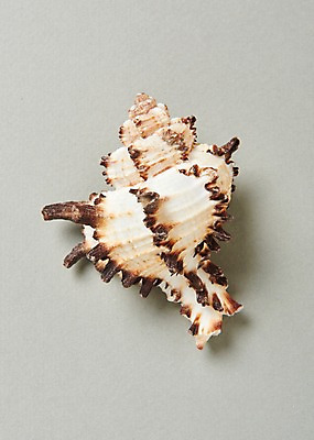 포토 JPG 스튜디오촬영 조개 실내 사람없음 여름 소라 국내포토 계절 어패류 내부 파일형식