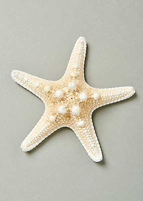 포토 JPG 스튜디오촬영 불가사리 실내 사람없음 여름 국내포토 계절 극피동물 내부 파일형식