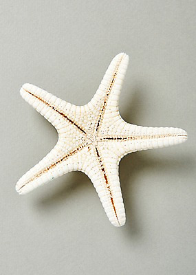 포토 JPG 스튜디오촬영 불가사리 실내 사람없음 여름 국내포토 계절 극피동물 내부 파일형식