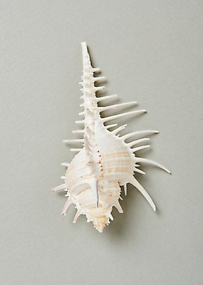 포토 JPG 스튜디오촬영 조개 실내 사람없음 여름 조개껍데기 국내포토 계절 어패류 내부 파일형식