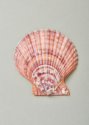 포토 JPG 스튜디오촬영 조개 실내 사람없음 여름 조개껍데기 가리비 국내포토 계절 어패류 내부 파일형식