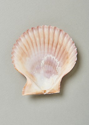 포토 JPG 스튜디오촬영 조개 실내 사람없음 여름 조개껍데기 가리비 국내포토 계절 어패류 내부 파일형식