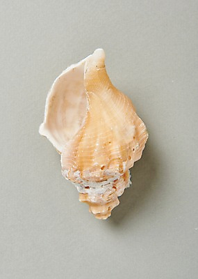 포토 JPG 스튜디오촬영 실내 사람없음 여름 소라 고둥 국내포토 계절 어패류 내부 파일형식