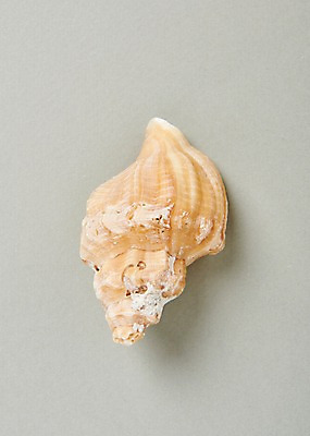 포토 JPG 스튜디오촬영 실내 사람없음 여름 소라 고둥 국내포토 계절 어패류 내부 파일형식