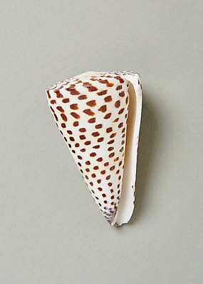 포토 JPG 스튜디오촬영 무늬 실내 사람없음 여름 소라 고둥 국내포토 계절 어패류 내부 파일형식