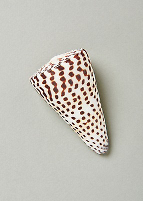 포토 JPG 스튜디오촬영 무늬 실내 사람없음 여름 소라 고둥 국내포토 계절 어패류 내부 파일형식