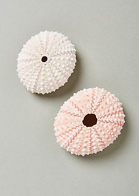 포토 JPG 스튜디오촬영 조개 실내 사람없음 여름 조개껍데기 국내포토 계절 어패류 내부 파일형식