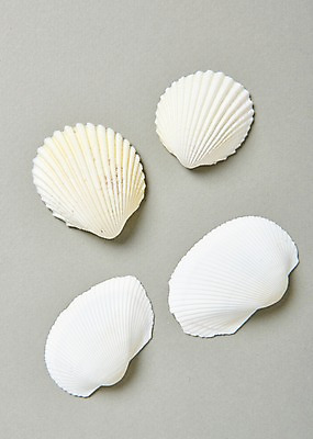 포토 JPG 스튜디오촬영 조개 실내 사람없음 여름 흰색 조개껍데기 국내포토 계절 컬러 어패류 내부 파일형식