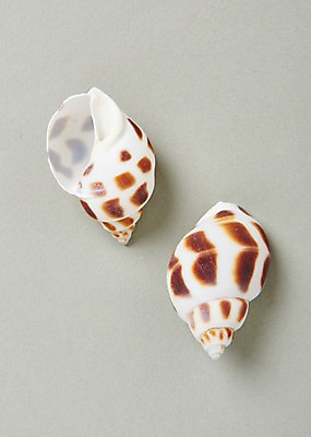 포토 JPG 스튜디오촬영 무늬 실내 사람없음 여름 소라 고둥 국내포토 계절 어패류 내부 파일형식