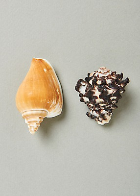 포토 JPG 스튜디오촬영 실내 사람없음 여름 소라 고둥 국내포토 계절 어패류 내부 파일형식