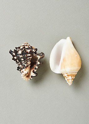 포토 JPG 스튜디오촬영 실내 사람없음 여름 소라 고둥 국내포토 계절 어패류 내부 파일형식