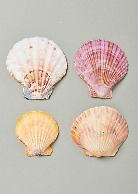 포토 JPG 스튜디오촬영 조개 실내 사람없음 여름 컬러풀 조개껍데기 가리비 국내포토 계절 컬러 어패류 내부 파일형식