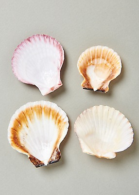 포토 JPG 스튜디오촬영 조개 실내 사람없음 여름 조개껍데기 가리비 국내포토 계절 어패류 내부 파일형식