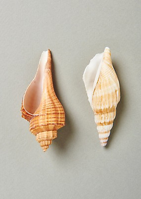 포토 JPG 스튜디오촬영 실내 사람없음 여름 소라 고둥 국내포토 계절 어패류 내부 파일형식