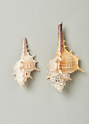 포토 JPG 스튜디오촬영 실내 사람없음 여름 소라 고둥 국내포토 계절 어패류 내부 파일형식