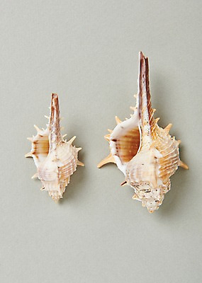 포토 JPG 스튜디오촬영 실내 사람없음 여름 소라 고둥 국내포토 계절 어패류 내부 파일형식