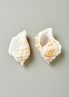 포토 JPG 스튜디오촬영 실내 사람없음 여름 소라 고둥 국내포토 계절 어패류 내부 파일형식