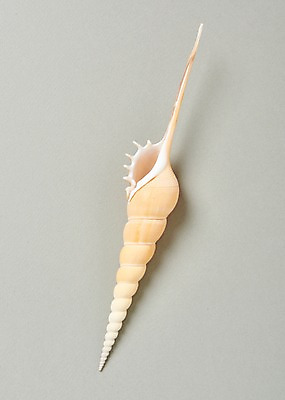 포토 JPG 스튜디오촬영 실내 사람없음 여름 소라 고둥 국내포토 계절 어패류 내부 파일형식