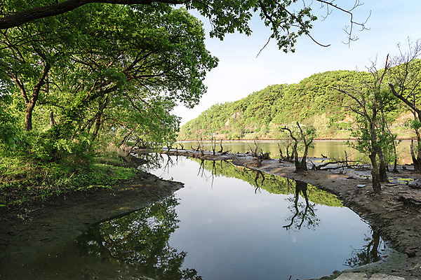 포토 JPG 주간 나무 공원 호수 자연 한국 풍경 사람없음 야외 초록색 반사 숲 대전 대청공원 국내포토 자연요소 식물 공공시설 아시아 컬러 생태계 파일형식