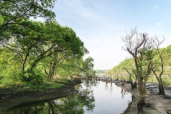 포토 JPG 주간 나무 공원 호수 자연 하늘 한국 풍경 사람없음 야외 초록색 반사 숲 대전 대청공원 국내포토 자연요소 식물 공공시설 아시아 컬러 생태계 파일형식