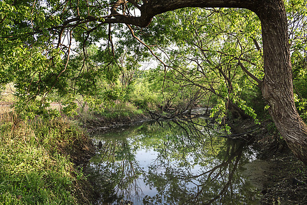 포토 JPG 주간 나무 공원 자연 한국 풍경 사람없음 야외 초록색 반사 숲 대전 대청공원 국내포토 자연요소 식물 공공시설 아시아 컬러 생태계 파일형식