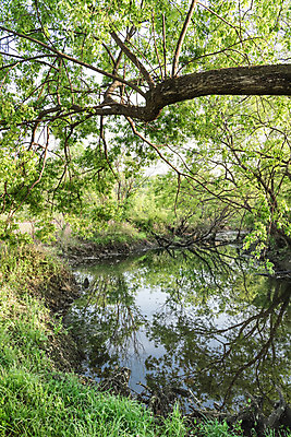 포토 JPG 주간 나무 공원 자연 한국 풍경 사람없음 야외 초록색 반사 숲 대전 대청공원 국내포토 자연요소 식물 공공시설 아시아 컬러 생태계 파일형식