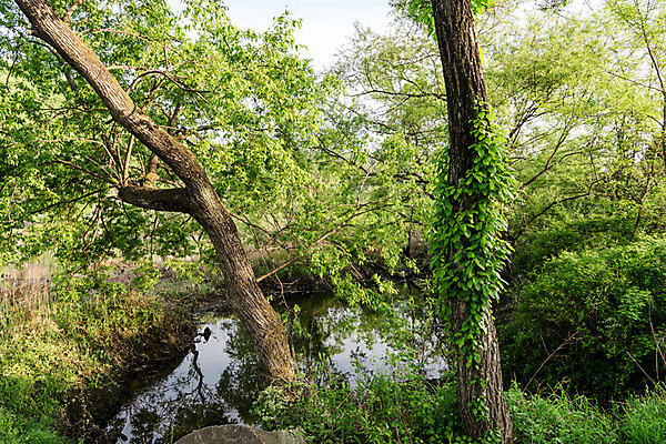 포토 JPG 주간 나무 공원 자연 한국 풍경 사람없음 야외 초록색 숲 대전 대청공원 국내포토 자연요소 식물 공공시설 아시아 컬러 생태계 파일형식