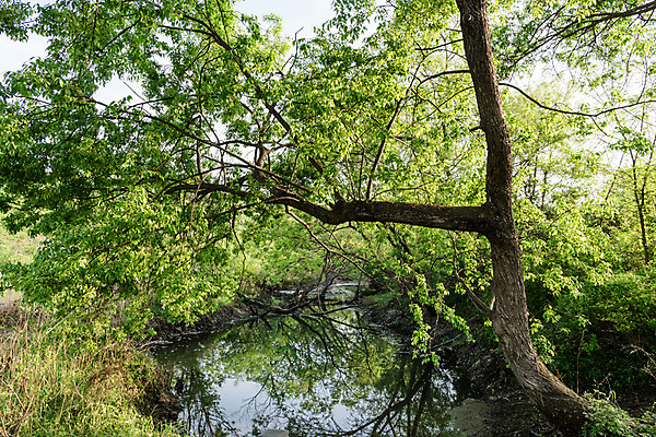 포토 JPG 주간 나무 공원 자연 한국 풍경 사람없음 야외 초록색 숲 대전 대청공원 국내포토 자연요소 식물 공공시설 아시아 컬러 생태계 파일형식