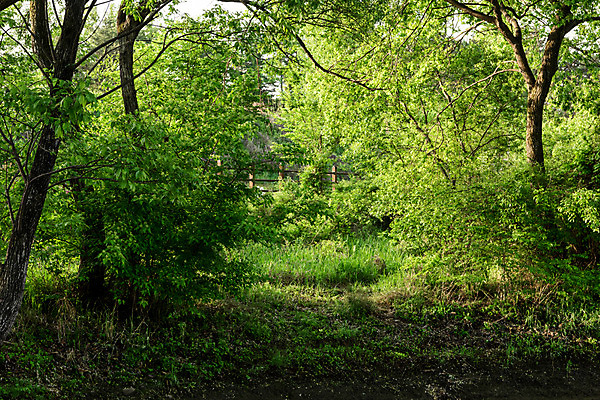포토 JPG 주간 나무 공원 자연 한국 풍경 사람없음 야외 초록색 숲속 숲 대전 대청공원 국내포토 자연요소 식물 공공시설 아시아 컬러 생태계 파일형식