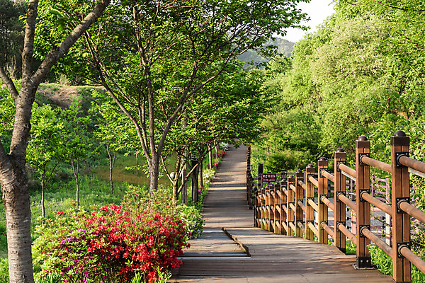 포토 JPG 주간 나무 공원 꽃 자연 한국 풍경 사람없음 야외 초록색 산책로 원근감 실 숲 대전 대청공원 국내포토 자연요소 식물 공공시설 아시아 길 뷰포인트 컬러 생태계 파일형식
