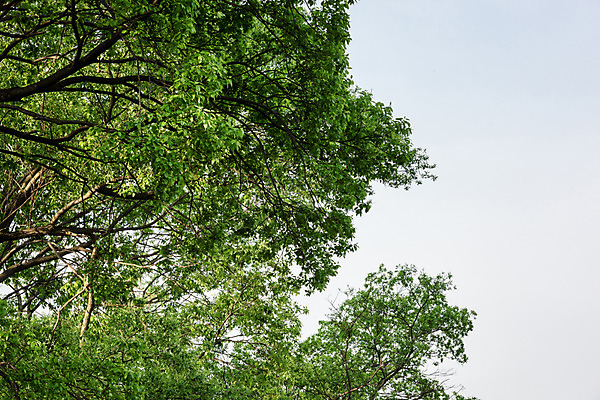 포토 JPG 주간 나무 공원 자연 하늘 한국 풍경 사람없음 야외 초록색 숲 대전 대청공원 국내포토 자연요소 식물 공공시설 아시아 컬러 생태계 파일형식