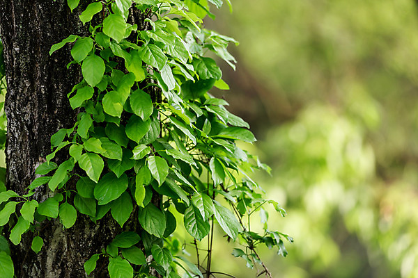 포토 JPG 주간 나무 공원 자연 나뭇잎 한국 풍경 사람없음 야외 아웃포커스 초록색 숲 대전 대청공원 국내포토 자연요소 식물 공공시설 아시아 컬러 잎 촬영기법 생태계 파일형식